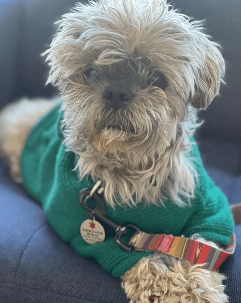 Оливер — пожилой ши-тцу, умерший в 2024 году после двухлетней борьбы с раком Старый пес ши-тцу по кличке Оливер в зелёном свитере, чье ДНК использовали для клонирования